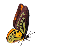 Animated butterfly